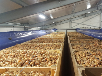 Druck-Zwangsbelüftung für Zwiebeln