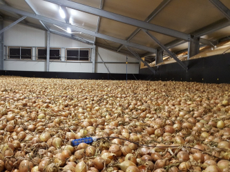 Flächenlager mit Zwiebeln