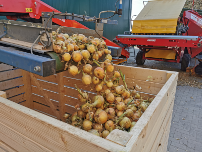 Kistenfüller UNI für Zwiebeln